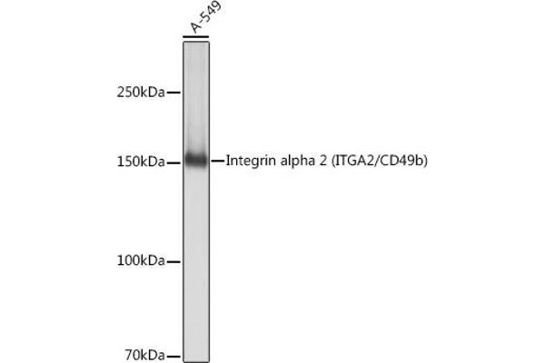 ITGA2 antibody
