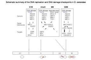 Checkpoints are mechanisms that impose delays in the cell cycle in response to DNA damage or defects in DNA replication, to ensure that mitotic transmission is error-free. (RAD9A antibody  (Ser1129))