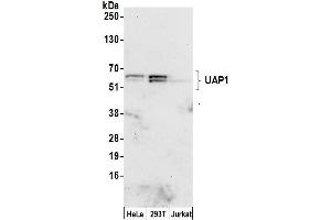 Western Blotting (WB) image for anti-UDP-N-Acteylglucosamine Pyrophosphorylase 1 (UAP1) (AA 1-50) antibody (ABIN7452685)