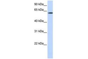 Image no. 1 for anti-F-Box Protein 24 (FBXO24) (N-Term) antibody (ABIN6740797) (FBXO24 antibody  (N-Term))