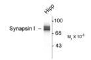 Image no. 1 for anti-Synapsin I (SYN1) antibody (ABIN305714) (SYN1 antibody)