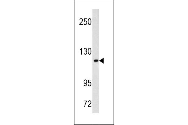 MAML3 antibody  (C-Term)