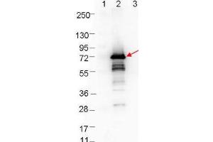 Western blot showing detection of 0. (OspA antibody)