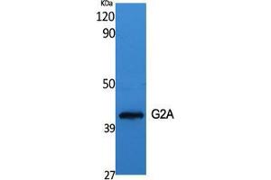 Western Blot (WB) analysis of specific cells using G2A Polyclonal Antibody. (G Protein-Coupled Receptor 132 antibody  (C-Term))