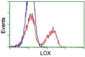 Image no. 1 for anti-Lysyl Oxidase (LOX) (AA 22-168) antibody (ABIN1491219)