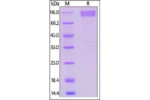 SDS-PAGE (SDS) image for Tumor Necrosis Factor Receptor Superfamily, Member 8 (TNFRSF8) (AA 19-379) (Active) protein (Fc Tag) (ABIN6253596)