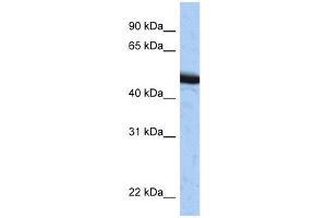 WB Suggested Anti-SPOP Antibody Titration:  0. (SPOP-B antibody  (C-Term))