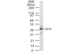 Image no. 1 for anti-Chemokine (C-X-C Motif) Receptor 1 (CXCR1) (AA 330-341) antibody (ABIN303967)