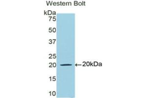 Western Blotting (WB) image for anti-Lactotransferrin (LTF) (AA 542-685) antibody (ABIN2119515) (Lactoferrin antibody  (AA 542-685))