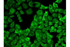 Immunofluorescence analysis of U2OS cell using HSP90AA1 antibody. (HSP90AA1 antibody  (AA 433-732))