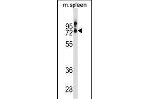 Western blot analysis in mouse spleen tissue lysates (35ug/lane). (SLC15A3 antibody  (AA 168-197))