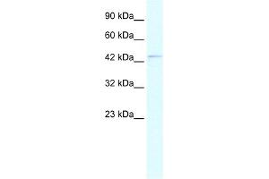 WB Suggested Anti-PAX5 Antibody Titration:  0. (PAX5 antibody  (N-Term))