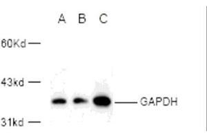 Western blot analysis of GAPDH expression in 293A (A) and Hela (B) whole cell lysates and mouse kidney tissue extract (C) using GAPDH polyclonal antibody (E1C604). (GAPDH antibody)