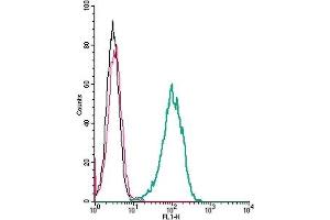 Cell surface detection of FPR2 by indirect flow cytometry in live intact human  monocytic leukemia cells: + goat-anti-rabbit-FITC. (FPR2 antibody  (Extracellular))