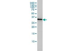 PDCL3 monoclonal antibody (M01A), clone 1F10 Western Blot analysis of PDCL3 expression in Jurkat . (PDCL3 antibody  (AA 1-239))