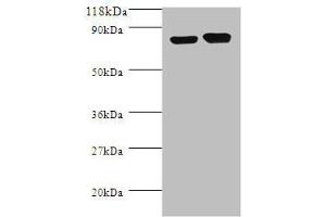 anti-LdcC (AA 1-713) antibody