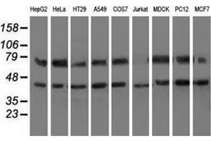 Western blot analysis of extracts (35 µg) from 9 different cell lines by using anti-HSPA6 monoclonal antibody.