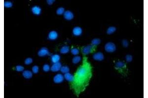 Immunofluorescence (IF) image for anti-TNF Receptor-Associated Protein 1 (TRAP1) antibody (ABIN1501500) (TRAP1 antibody)