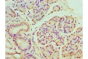 Immunohistochemistry of paraffin-embedded human pancreatic tissue using ABIN7165122 at dilution of 1:100 (BANP antibody  (AA 1-260))