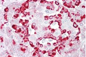 Immunohistochemistry with Pancreas tissue at an antibody concentration of 5µg/ml using anti-GP2 antibody (ARP44543_P050) (GP2 antibody  (Middle Region))