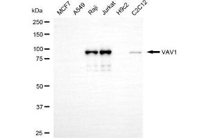 anti-Vav 1 Oncogene (VAV1) antibody