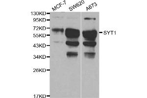 Western blot analysis of extracts of various cell lines, using SYT1 antibody (ABIN5970380) at 1/1000 dilution. (SYT1 antibody)