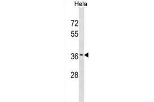 ZSCAN23 Antibody (Center) (ABIN1882043 and ABIN2838990) western blot analysis in Hela cell line lysates (35 μg/lane). (ZSCAN23 antibody  (AA 200-229))