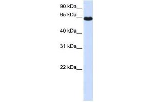 ZNF117 antibody used at 0. (Zinc Finger Protein 117 antibody  (Middle Region))