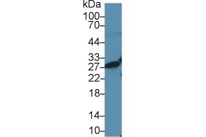 Western Blotting (WB) image for anti-High Mobility Group Box 1 (HMGB1) (AA 1-215) antibody (ABIN7431746)