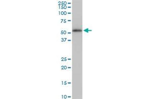 TUBB2A antibody  (AA 1-445)