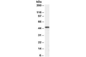 Western blot testing of 293 cell lysate with CSNK1D antibody  at 0. (Casein Kinase 1 delta antibody)