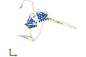 Protein Structure (PS) image for Pleckstrin Homology Domain Containing, Family A (phosphoinositide Binding Specific) Member 1 (PLEKHA1) (AA 1-383) protein (His tag) (ABIN7558901)