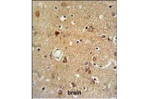 NEU1 Antibody (Center) (ABIN653650 and ABIN2842991) IHC analysis in formalin fixed and paraffin embedded brain tissue followed by peroxidase conjugation of the secondary antibody and DAB staining. (NEU1 antibody  (AA 11-40))