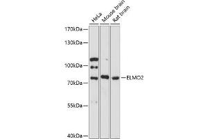 Western blot analysis of extracts of various cell lines, using ELMO2 antibody (ABIN6127840, ABIN6140132, ABIN6140133 and ABIN6217904) at 1:3000 dilution. (ELMO2 antibody  (AA 42-120))