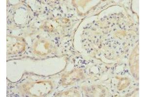 Immunohistochemistry of paraffin-embedded human kidney tissue using ABIN7161567 at dilution of 1:100 (NNMT antibody  (AA 1-264))