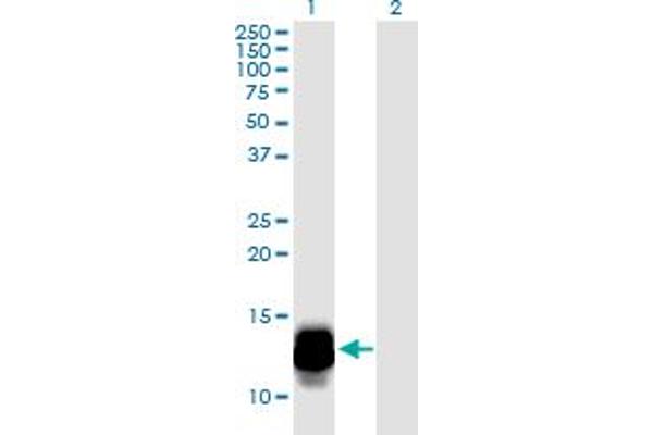 DEFa3 antibody  (AA 1-94)