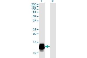 Western Blot analysis of DEFA3 expression in transfected 293T cell line by DEFA3 monoclonal antibody (M01), clone 1A9.