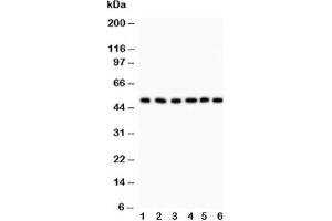 Western blot testing of GFAP antibody and Lane 1:  rat brain;  2: mouse brain;  3: U87;  4: SHG-44 (human glioma line);  5: NEURO;  6: HeLa lysate (GFAP antibody  (AA 93-432))