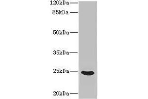 Western blot All lanes: FGF19 antibody IgG at 3.