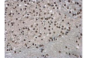 IHC-P Image Histone H3. (Histone H3.3B antibody  (full length))
