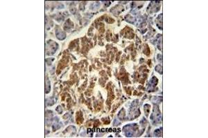 GCH1 Antibody (N-term) (ABIN652021 and ABIN2840501) immunohistochemistry analysis in formalin fixed and paraffin embedded human pancreas followed by peroxidase conjugation of the secondary antibody and DAB staining. (GCH1 antibody  (N-Term))