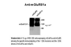 Western blot of Anti-mGluR5/1a (Rabbit) Antibody - 612-401-D77 Western Blot of Rabbit Anti-metabotropic glutamate receptors (mGluR) 5/1a antibody. (GRM1a / GRM5 antibody  (C-Term))