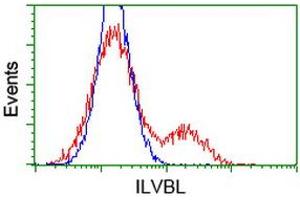 HEK293T cells transfected with either RC203987 overexpress plasmid (Red) or empty vector control plasmid (Blue) were immunostained by anti-ILVBL antibody (ABIN2454704), and then analyzed by flow cytometry.