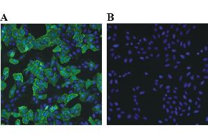 Immunofluorescence (IF) image for Rabbit anti-Chicken IgY antibody (DyLight 488) (ABIN1450234) (Rabbit anti-Chicken IgY Antibody (DyLight 488))