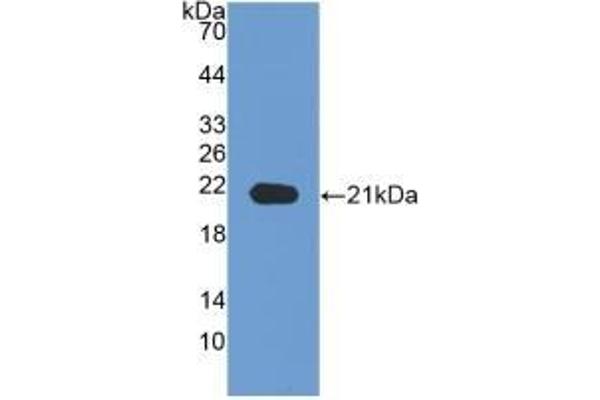Neuropilin 1 antibody  (AA 646-814)