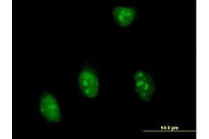Immunofluorescence of purified MaxPab antibody to SFRS7 on HeLa cell. (SFRS7 antibody  (AA 1-238))