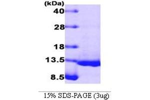 Figure annotation denotes ug of protein loaded and % gel used. (Bone Morphogenetic Protein 4 (BMP4) (AA 293-408) Peptide)