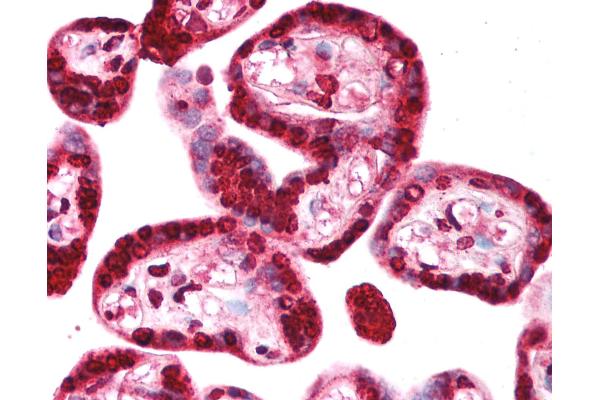 TRIM34 antibody  (AA 49-98)