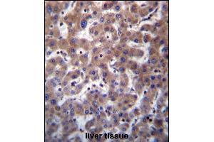 TMBIM1 Antibody (N-term) (ABIN657075 and ABIN2846238) immunohistochemistry analysis in formalin fixed and paraffin embedded human liver tissue followed by peroxidase conjugation of the secondary antibody and DAB staining. (TMBIM1 antibody  (N-Term))
