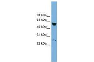 Image no. 1 for anti-DEP Domain Containing 7 (DEPDC7) (AA 107-156) antibody (ABIN6744915)